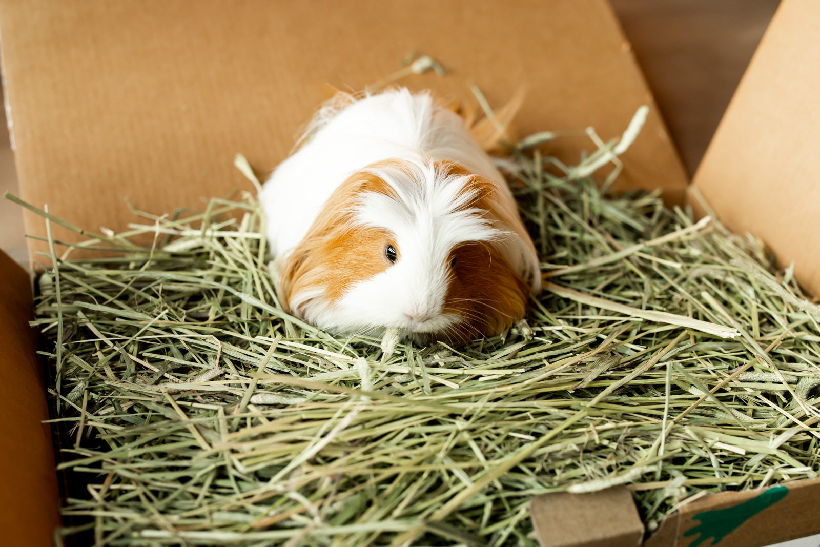 What hay should shop guinea pigs eat