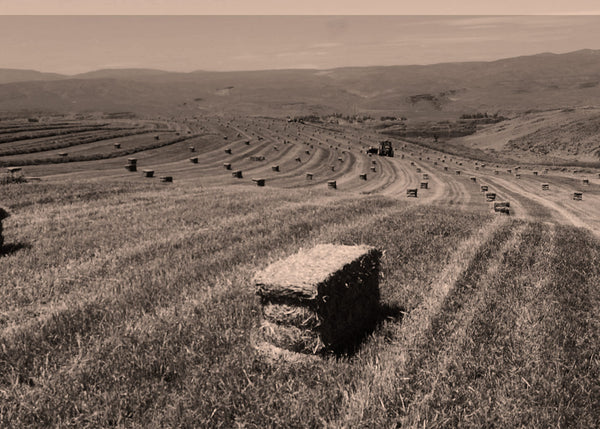 How to Bale Hay Like a Pro: Our Secrets for Keeping It Fresh and Clean