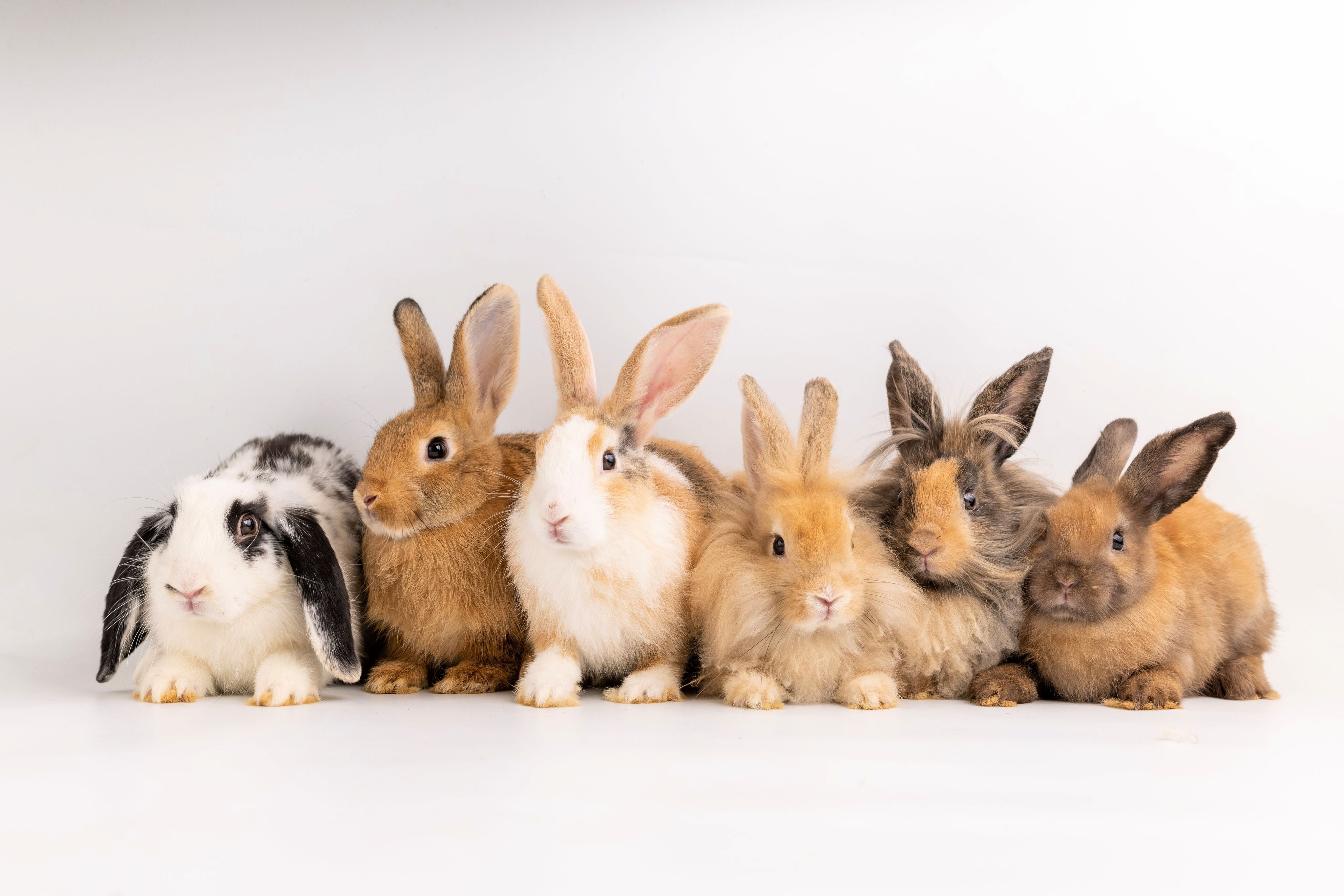 domestic bunnies breeds