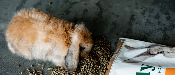 How to Introduce New Hay and Feeding Products to Your Pet Rabbit and Other Small Pets