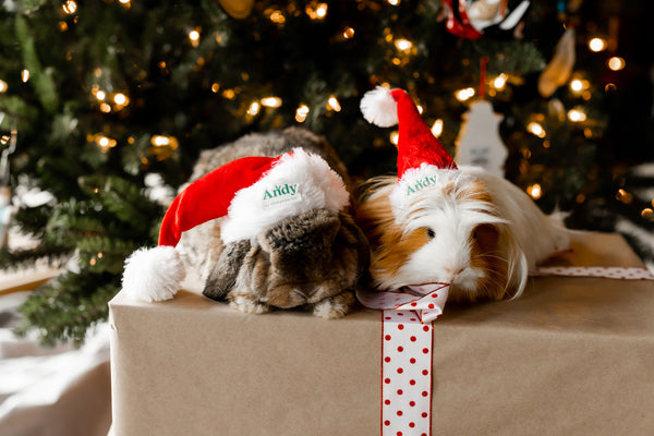bunny and guinea pig ready for christmas