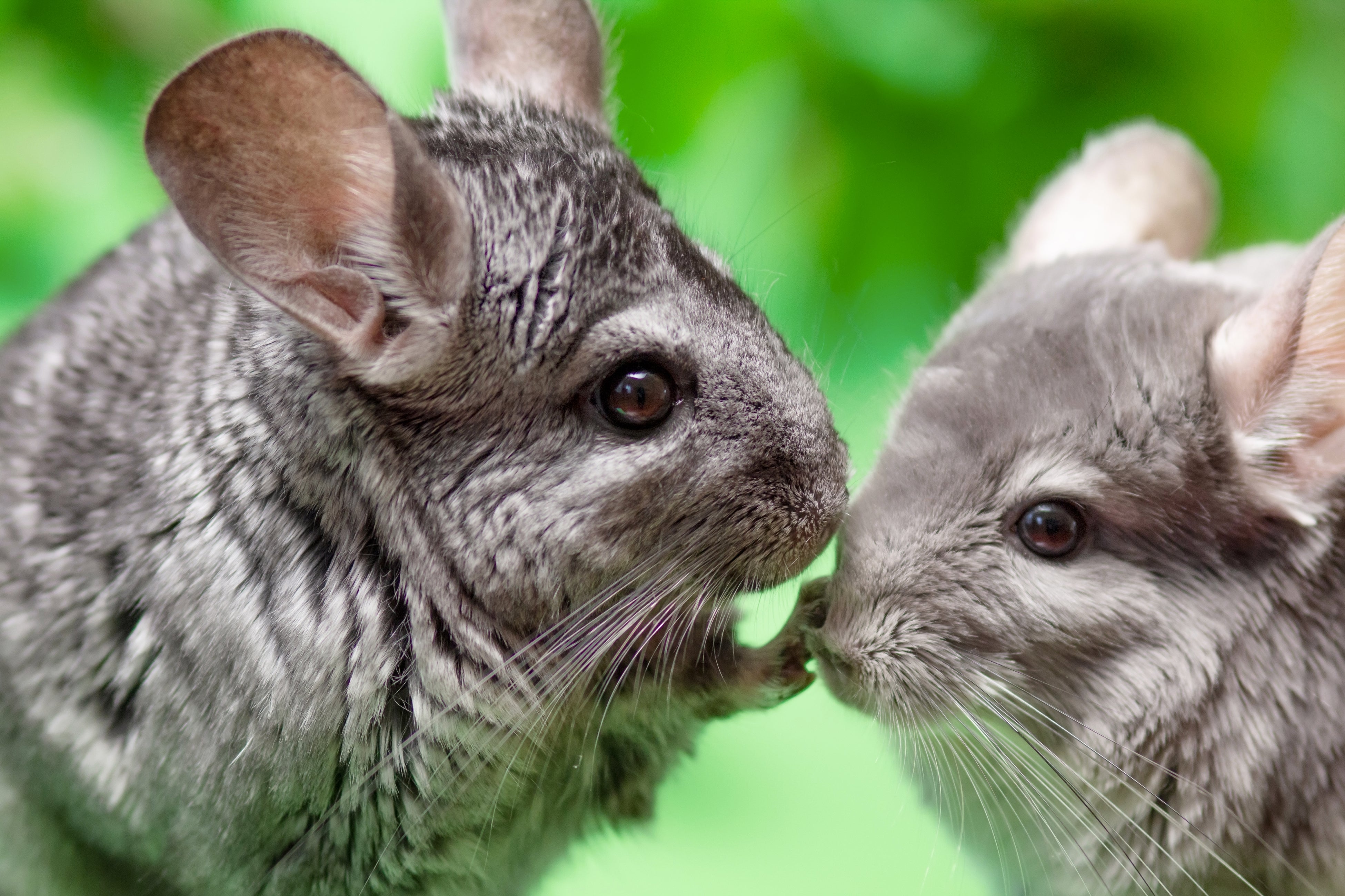 Quirky Facts About Chinchillas Andy By Anderson Hay Blog quirky-facts-about-chinchillas-andy-by-anderson-hay-blog