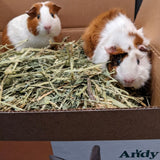 Andy by Anderson Hay Hay 7LB Natural Alfalfa Hay