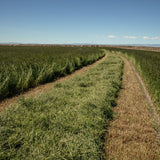 Andy by Anderson Hay Hay Natural Timothy Hay 1st Cutting