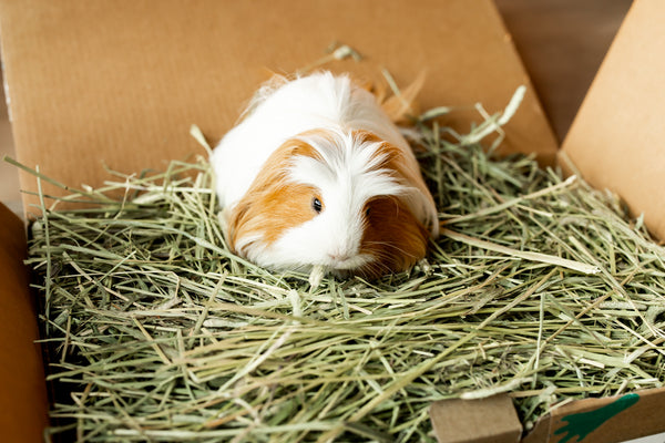 guinea pig getting nutrients from timothy hay