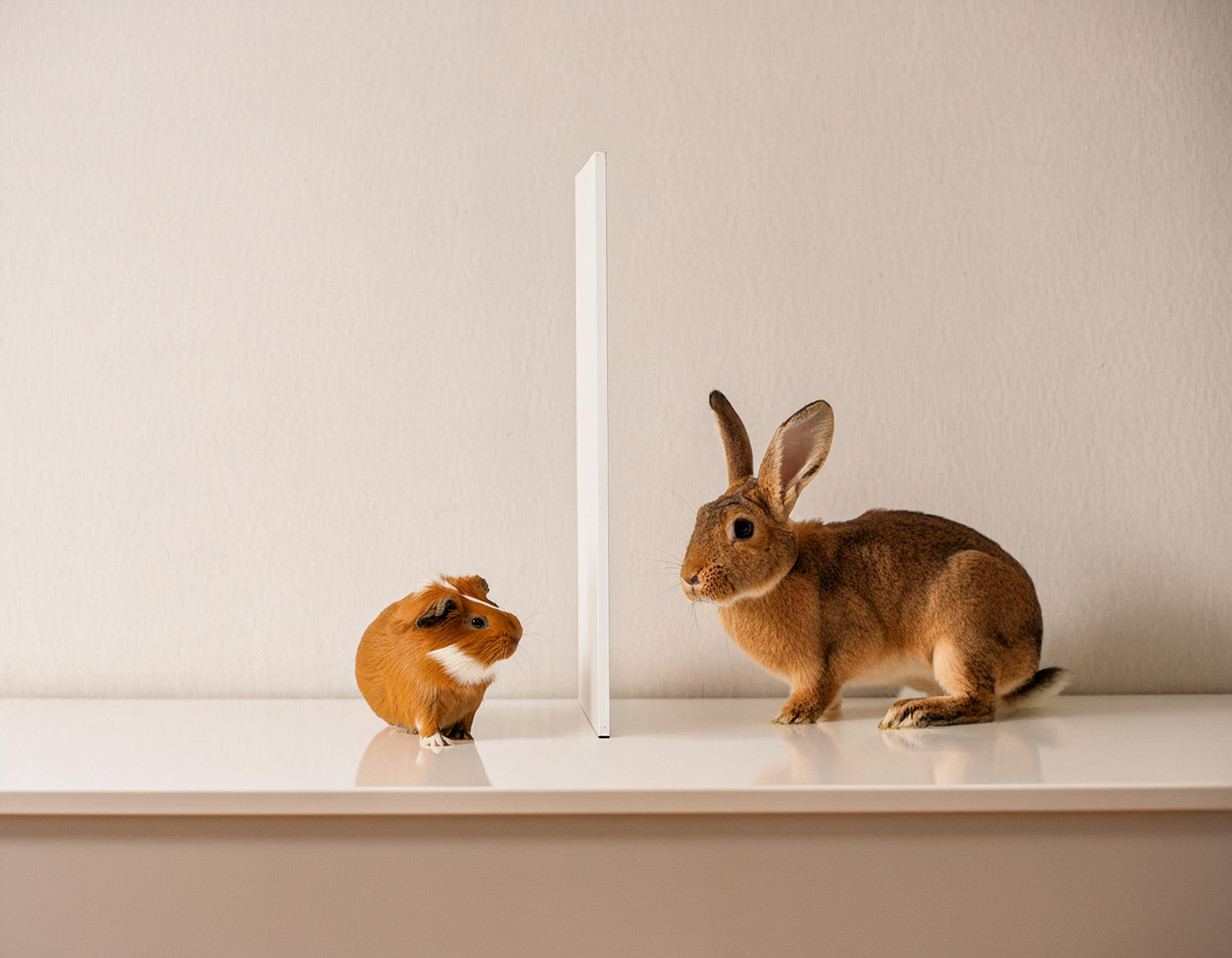 Can Rabbits and Guinea Pigs be Buddies? – Andy by Anderson Hay