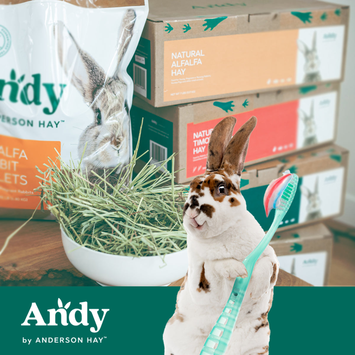 How to Care for Rabbit Teeth | Andy by Anderson Hay Blog