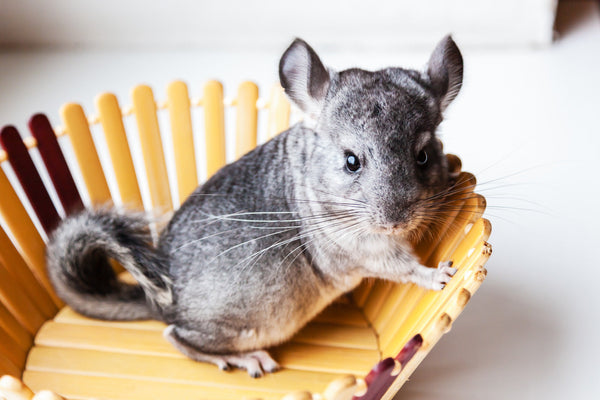 chinchillas make great pets