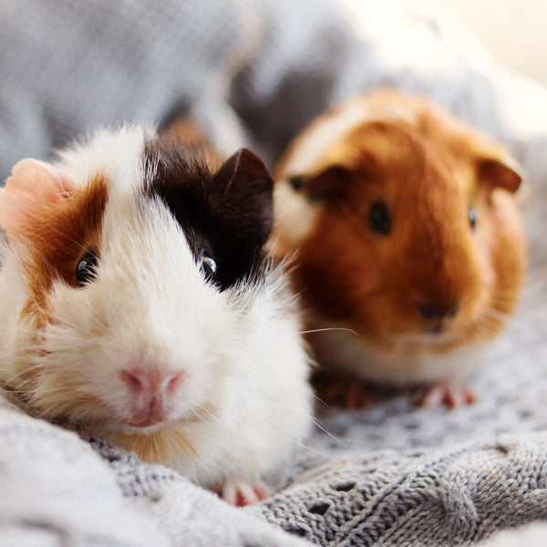 Guinea pig care guide for beginners orders