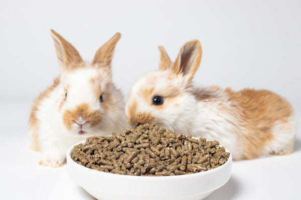 what do rabbits eat? rabbit pellets