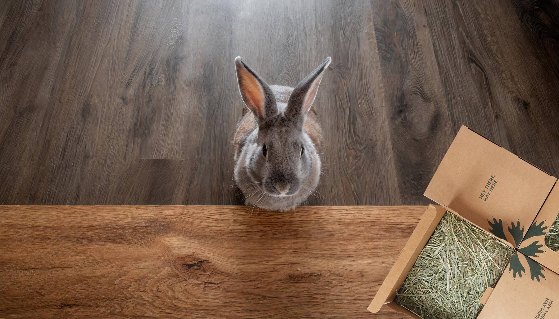 Timothy Hay vs. Orchard Grass Hay: The Ultimate Debate for Your Small ...