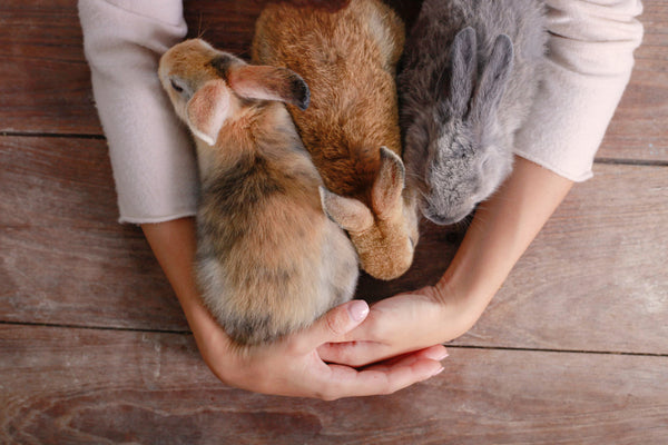 three rabbits snuggling