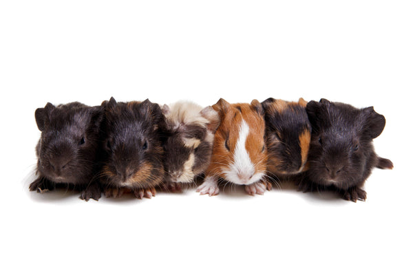 Breeds of Guinea Pigs (with pictures!)