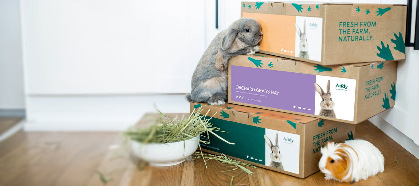 Premium Hay & Pet Supplies for Small Pets | Andy by Anderson Hay